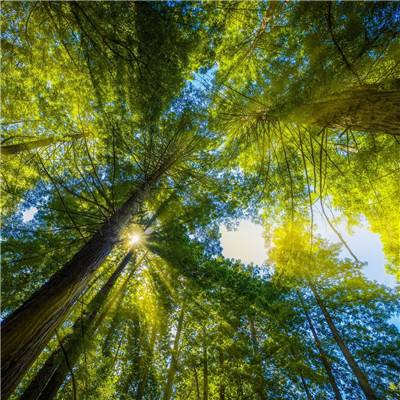 刀剑幻想破解版下载